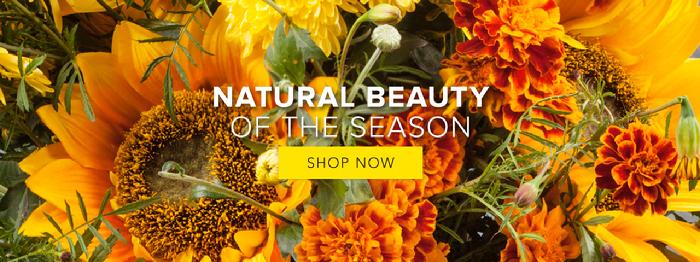 Lasting Florals Best Fall Flowers 